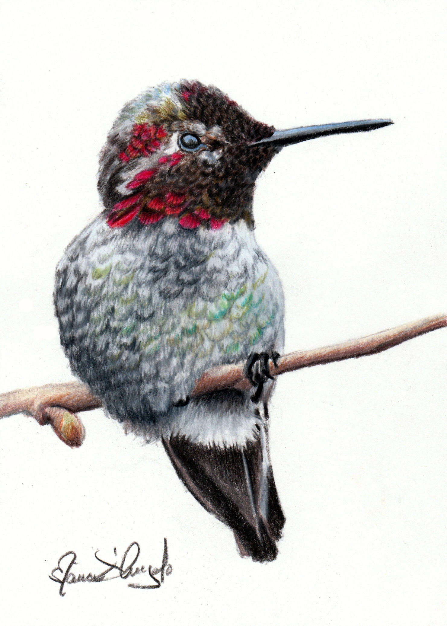 bird - annas hummingbird