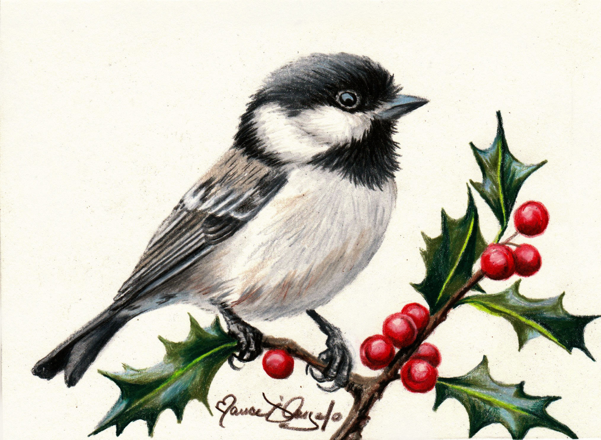 bird - black-capped chickadee