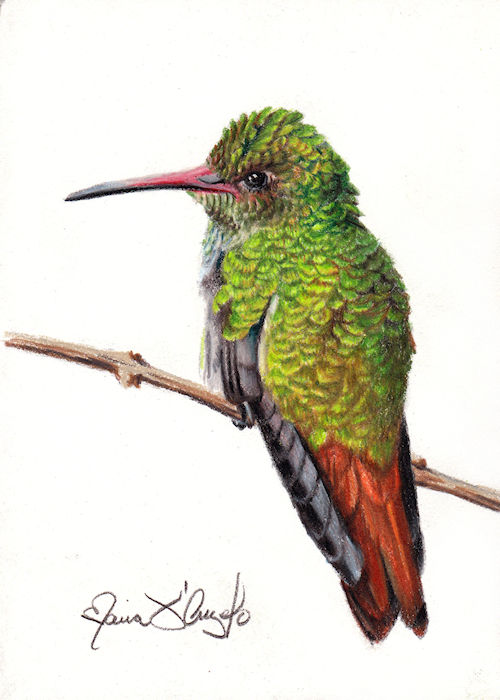 bird - buff-breasted hummingbird