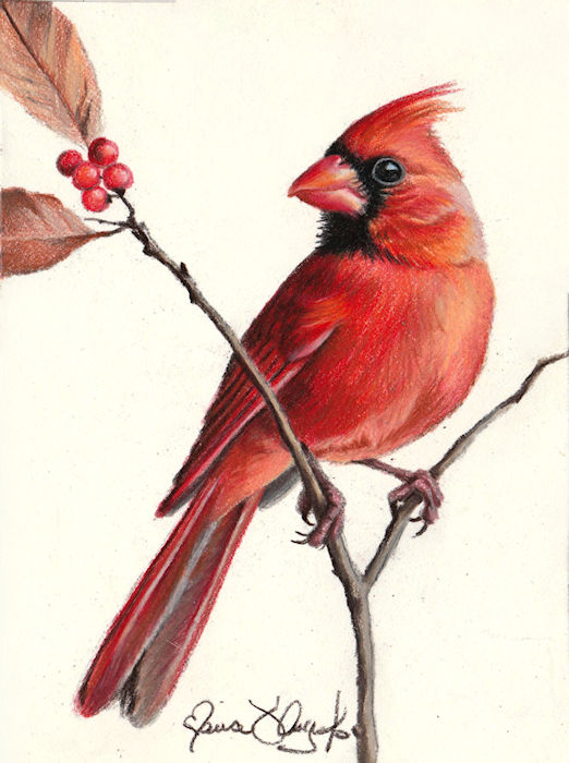 bird - cardinal male