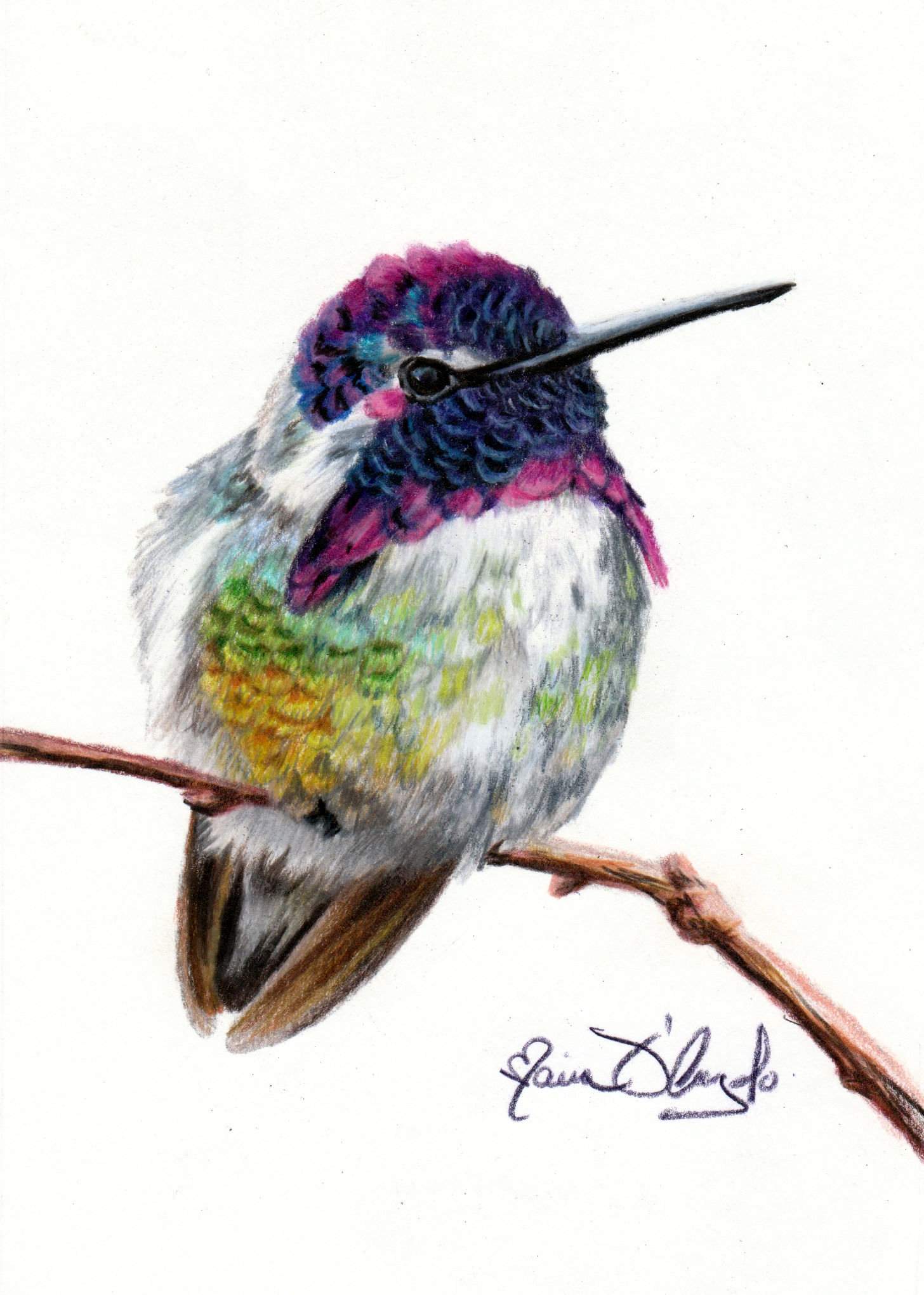 bird - costas hummingbird