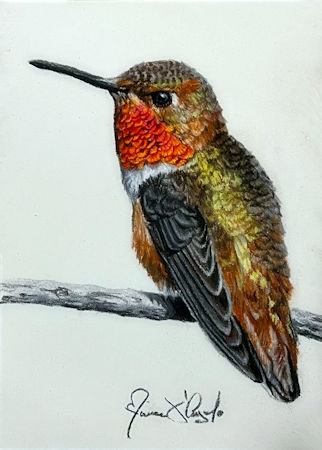 Little Rufous