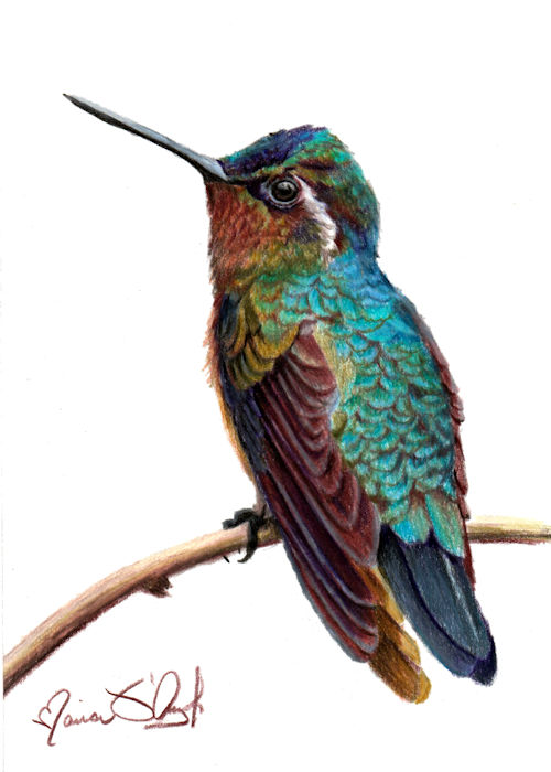 bird - rivolis hummingbird