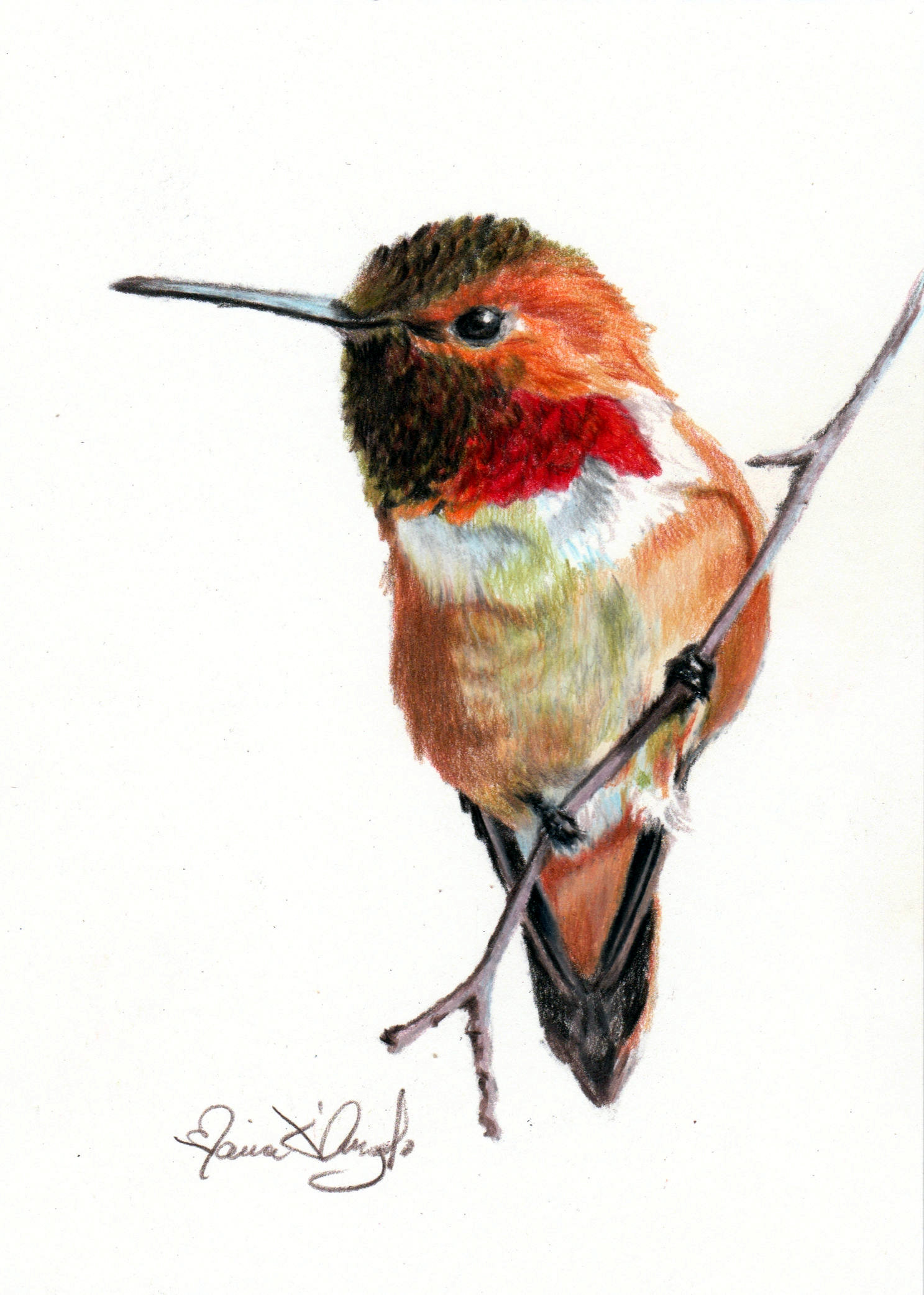 bird - rufous hummingbird 4