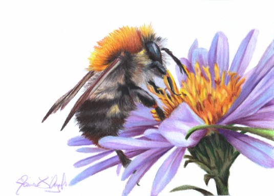bumble on aster